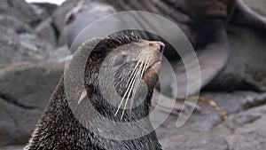 Video with sound animal roar of male northern fur seal animal.