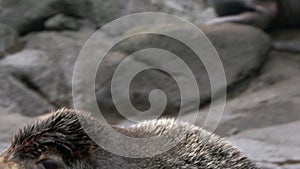 Video with sound animal roar of male northern fur seal animal.