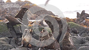 Video with sound of group of seal on stones and rocks on cost of Sea of Okhotsk.