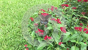 Video of a Spicebush Swallowtail Butterfly seeking nectar.