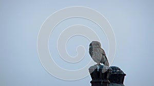 Video of spotted owlet Athene brama blewitti living in concrete jungle sitting on a pole