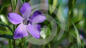 Video of spring forest flowers