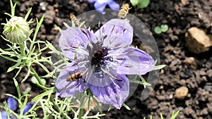 Video of striped hoverflies feeding on the nectar of a blue flower shot in slow motion.