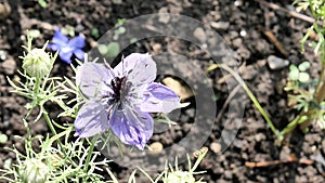 Video of a striped hoverfly flying around a blue flower in slow motion.