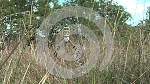 Video of a Tiger Spider in it's web waiting for an insect to be caught.