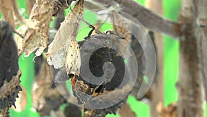 Video of tortoiseshell butterfly hatching from its chrysalis.