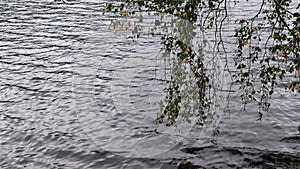 Video of tree branch moving above water at lake Loch Tummel