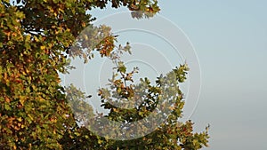 Video of tree with green and yellow leaves in autumn. In the background forest in the fog. Walnut tree close-up. Nature