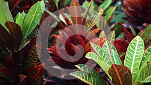 Video tropical plant red and green leaves Cordyline Fruticosa