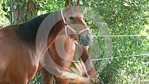 Video of two horses standing nose to tail wafting away flies