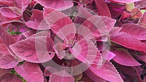 Video of very lush and fresh magenta leaves in a garden