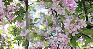 Video w apple tree flowers blooming. Blossom blooming on tree in springtime. Spring tree blossom flowers with pink and red petals.