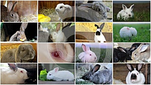 Video wall montage of rabbits of various breeds. Farm animals, video collage