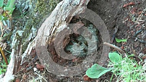 Video of wasp nest and wasps on the ground under the root of a tree..