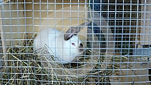 Video white Californian rabbit in a cage