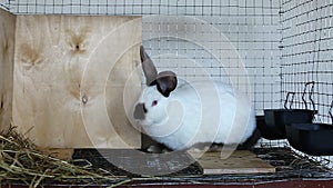 Video white Californian rabbit in a cage