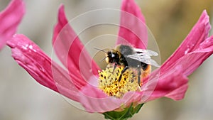 Video of White Tailed bumble bee collecting pollen from a burgundy cosmos flower