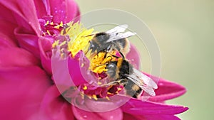 Video of White Tailed bumble bee collecting pollen from a burgundy cosmos flower