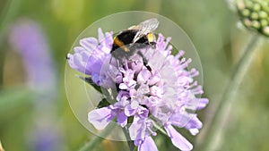 Video of a white tailed bumble bee on a scabious flower.