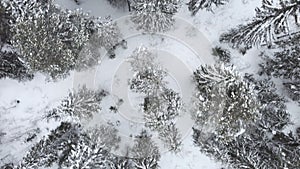 Video of winter forest from a bird's-eye view