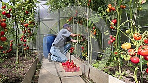 Video worker harvests of red tomatoes