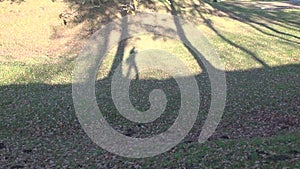 Videographers shadow walking in autumn park