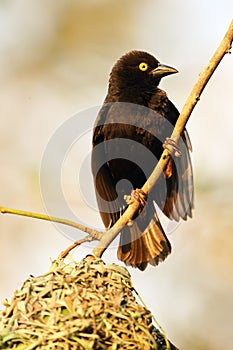 The Vieillot`s black weaver Ploceus nigerrimus sitting at the nest. A large black weaver with a yellow eye at a nest of green