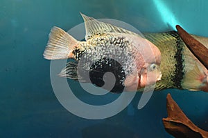 Vieja maculicauda (Blackbelt Cichlid