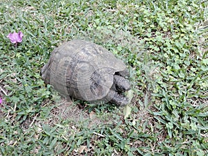 Vieja tortuga africana al aire libre photo