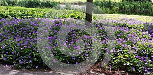 Geranium Rozanne, purple flowers in a park photo