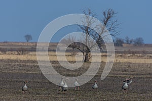 viele wildgaense am boden photo