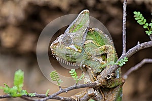 Vieled Chameleon Chamaeleo calyptratus  is a species of chameleon