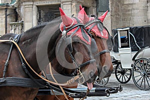 Vienna, Austria - 15 April 2012: Two brown horses in red ear bonnet in traditional carriage harness. Horse-drawn carriage