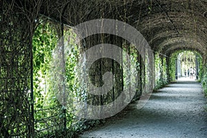 Vienna, Austria - August 20, 2022: Tourists inside a tunnel made by leaves in Schoenbrunn park