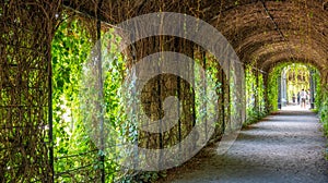 Vienna, Austria - August 20, 2022: Tourists inside a tunnel made by leaves in Schoenbrunn park