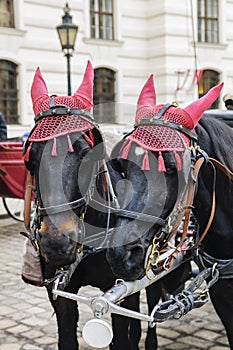 Vienna horses