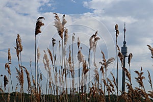 Danubetower behind reed