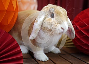 Vienna marked orange mini lop rabbit chinese new year decorations