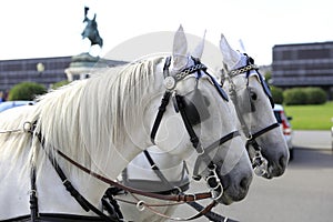 Vienna: Two white horses of a Fiaker on Heldenplatz photo