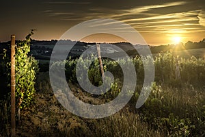 Vienyards at sunset