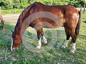 Vieques horse