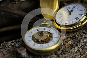 Macro close up of two isolated golden antique pocket watches with filigree movement clockwork, lid, chain on natural bark of tree