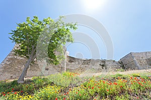 Vieste, Italy - Poppy field at the historic stronghold of Vieste