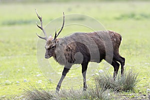 Viet Namese deer