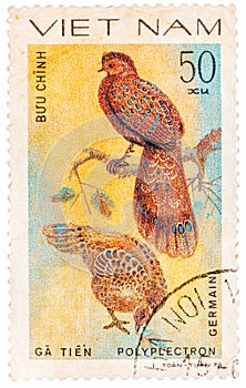 Stamp printed in Vietnam shows Polyplectron germaini, series devoted to the ornamental birds