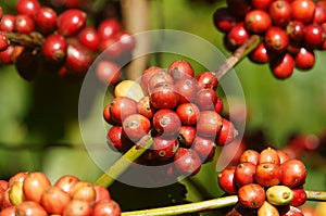 Vietnam coffee tree, coffee bean