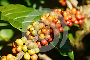 Vietnam coffee tree, coffee bean