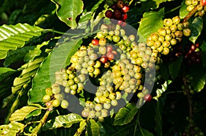 Vietnam coffee tree, coffee bean