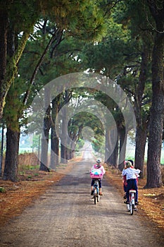 Vietnam countryside landscape with children cycling to school on soild road along lines of tree.