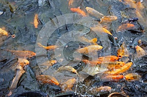 Vietnam fish farming